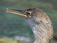 Cap Corse, Marine di Giottani (Kormoran 2).JPG